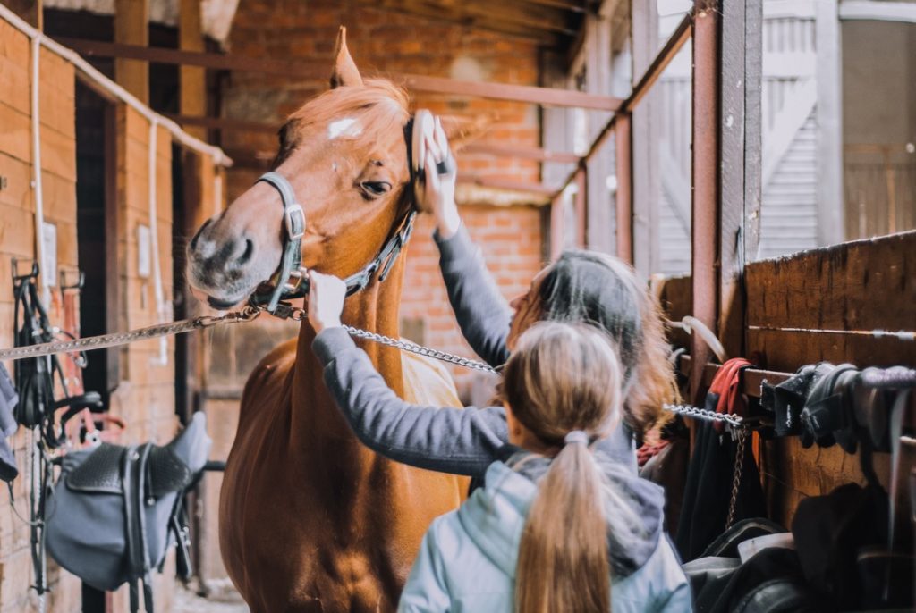 cheval et brossage